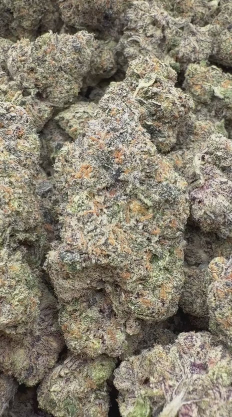 Orange Creamsicle Indoor - Bulk - Sativa