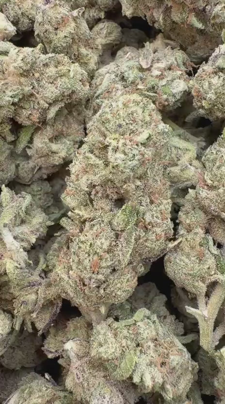 Jenny Kush - Bulk - Hybrid