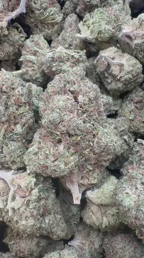 Trainwreck - Bulk - Hybrid