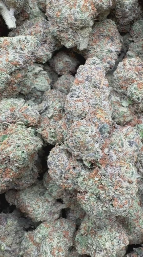 Toad Venom Indoor - Bulk - Hybrid