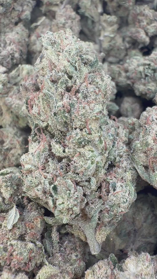 Laughing Gas Indoor - Bulk - Hybrid