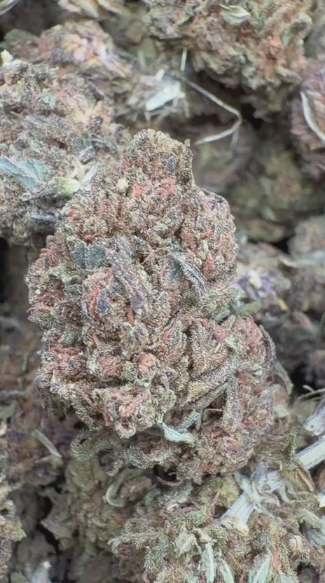 Star Dog - Bulk - Indica