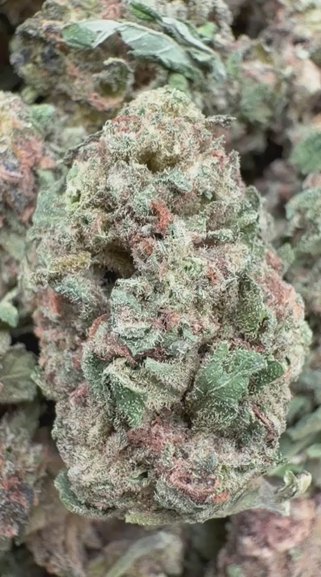 Razzberry Dream Minis - Bulk Minis - Indica