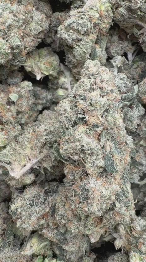 SFV OG Indoor - Bulk - Indica