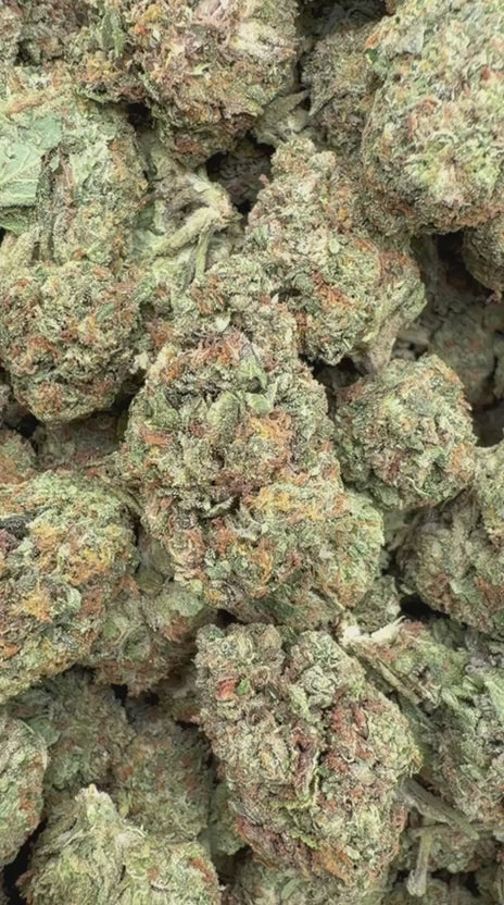 Guava Lato - Bulk - Hybrid