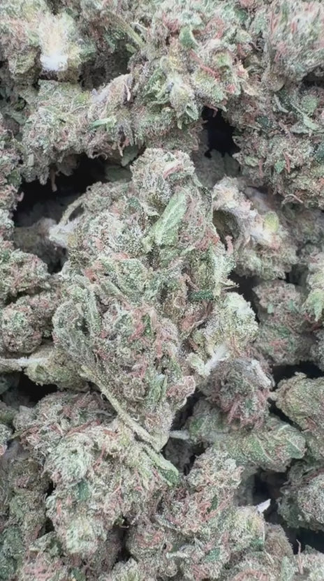 Blueberry Headband Mediums - Bulk Mediums - Hybrid