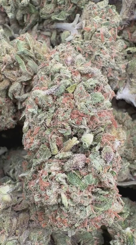 Halle Berry - Bulk - Hybrid