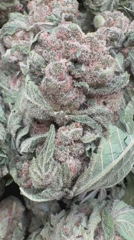 Blackberry Kush - Bulk - Indica