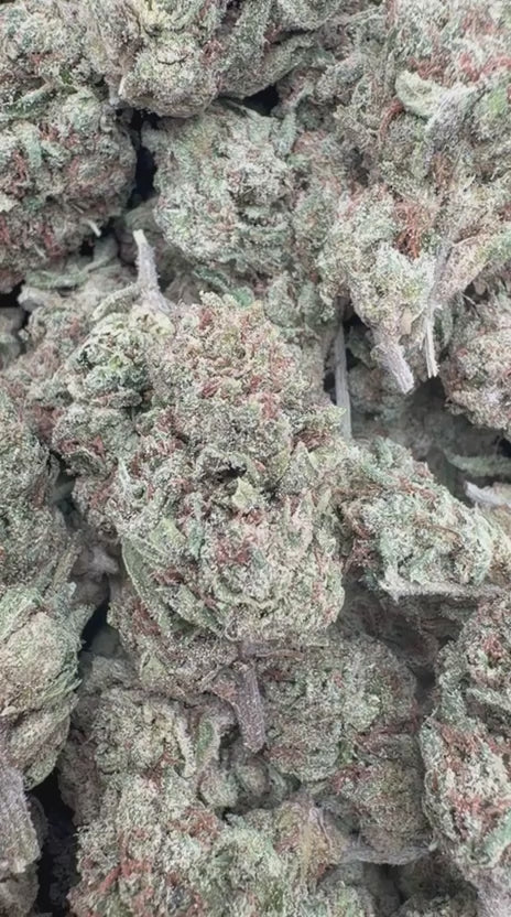 Cherry Runtz - Bulk- Hybrid