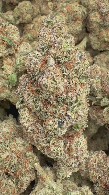 Gelatti Indoor - Bulk - Hybrid