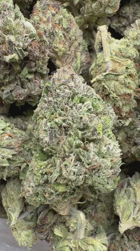 Apple Fritter - Bulk - Hybrid