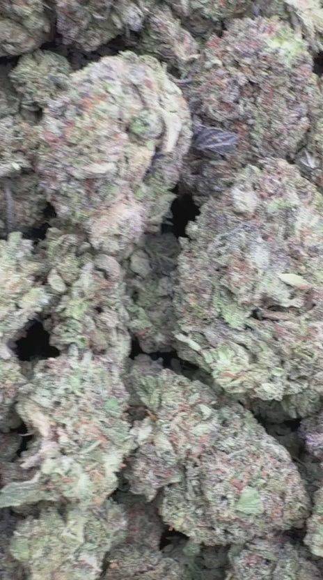 Gelato Cake - Bulk - Hybrid