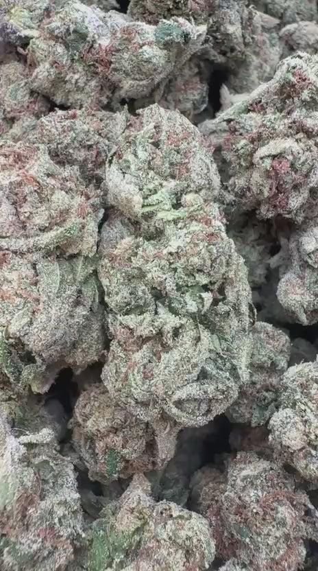 Rainbow Runtz - Bulk - Hybrid
