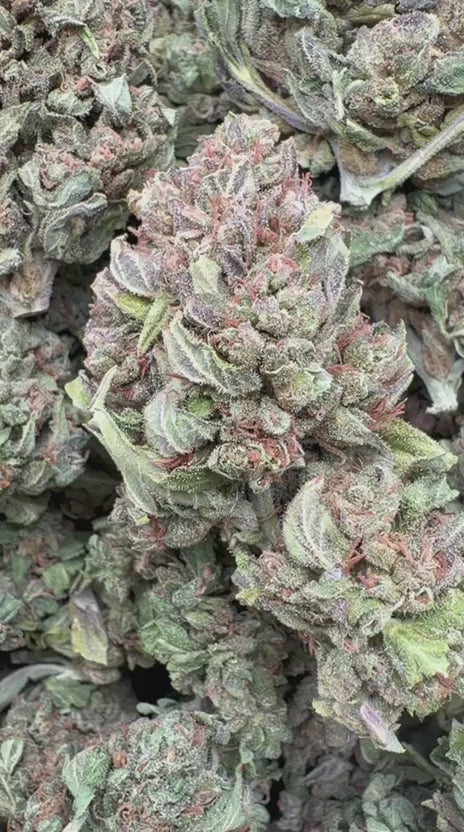 Star Dog - Bulk - Indica