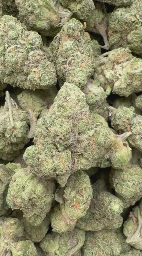Animal Mintz Mediums - Bulk Mediums - Hybrid