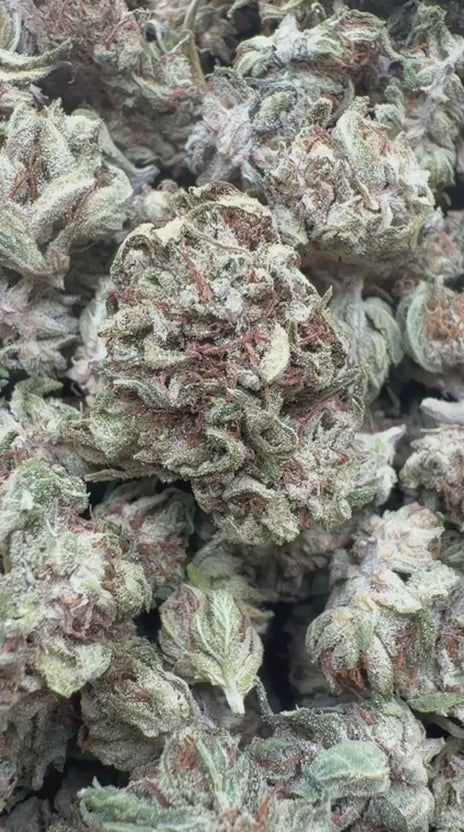 Star Dog Minis - Bulk Minis - Indica