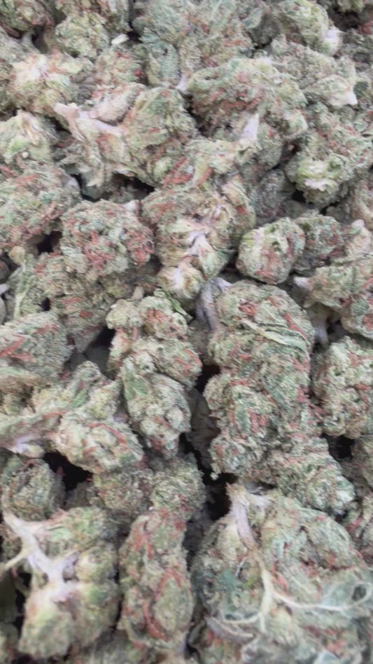 Jungle Gelato Minis - Bulk Minis - Indica