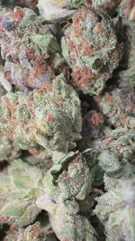 Gelato 33 Minis - Bulk - Minis (Hybrid)