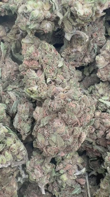 Harlequin - Bulk - Sativa