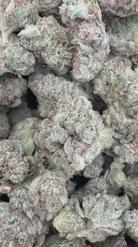 Gorilla Glue Indoor Minis - Bulk Minis - Hybrid