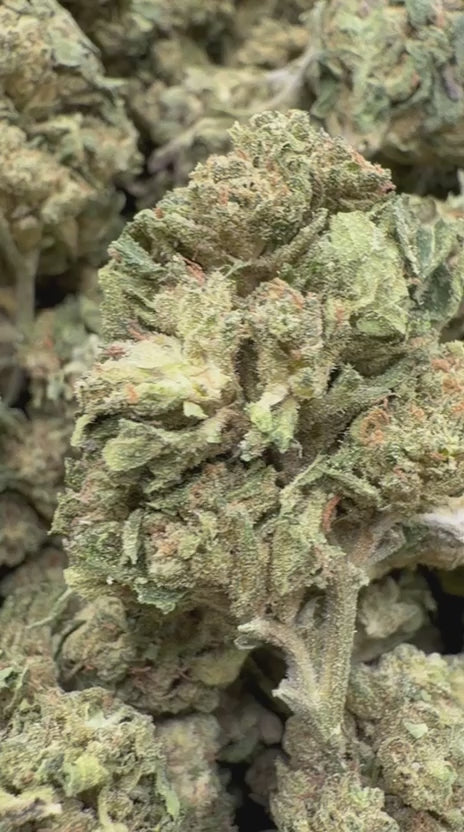 Grape Pie - Bulk - Indica