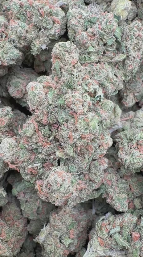 Super Jack Indoor - Bulk - Hybrid