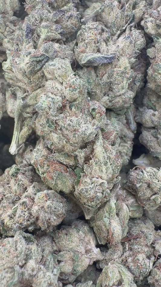 Wedding Cake Indoor - Bulk - Indica