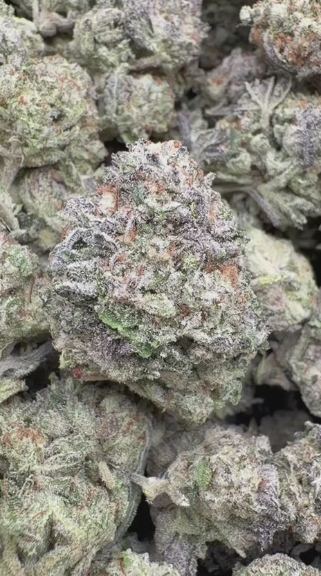 Truffle Indoor - Bulk - Indica