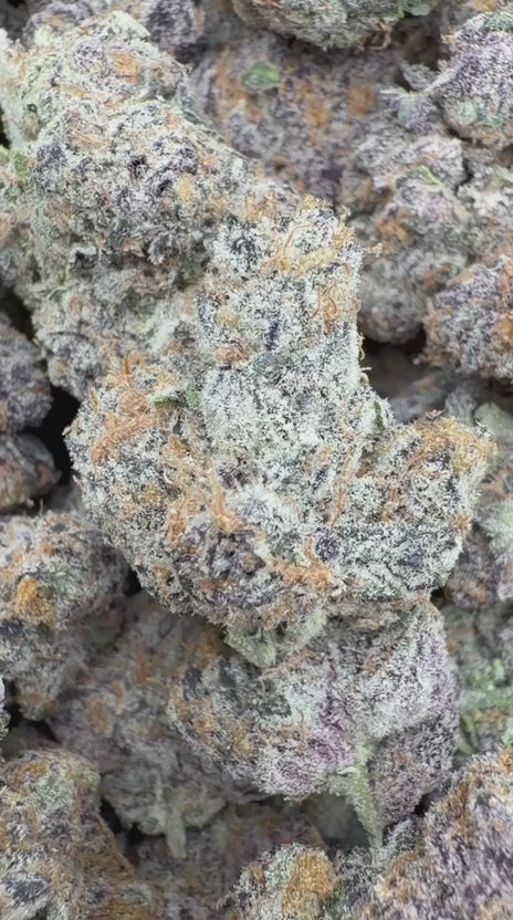 Purple Punch Indoor - Bulk - Indica