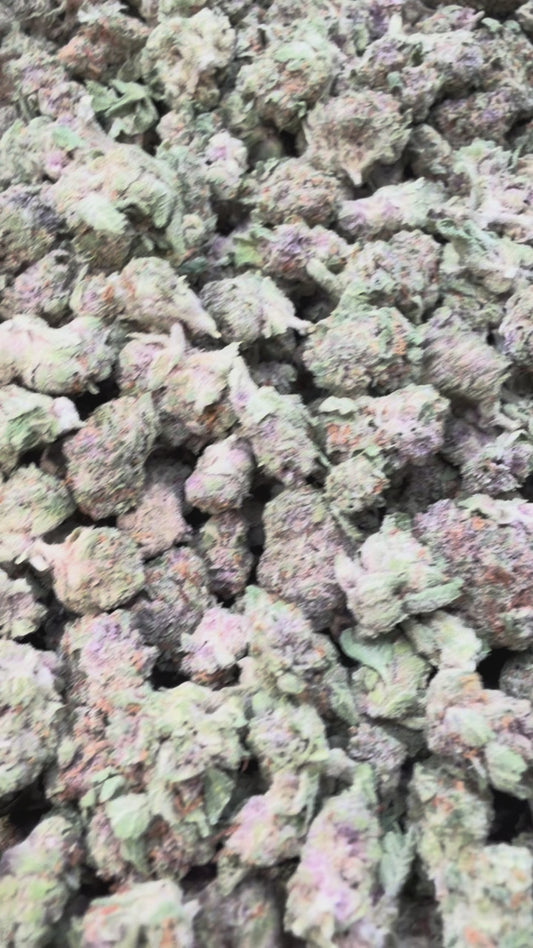 Trop Cherry Minis - Bulk Minis - Sativa