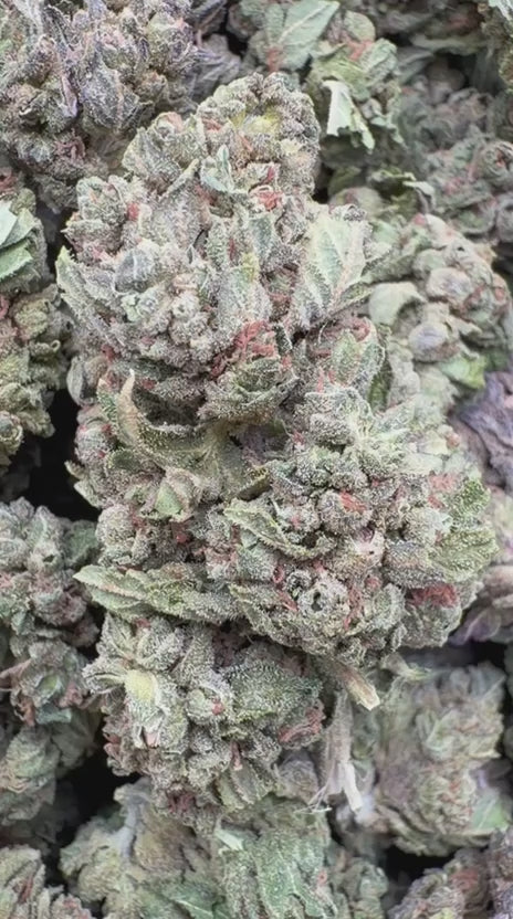 Mochi Gelato - Bulk - Indica