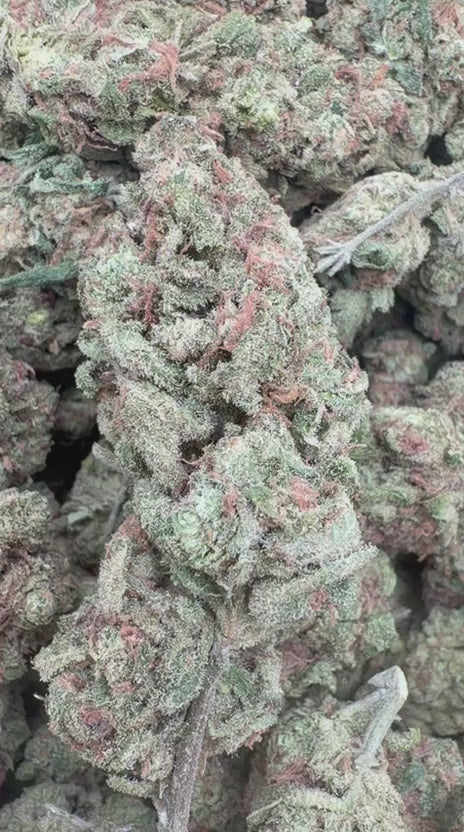 Blue Dream - Bulk - Sativa