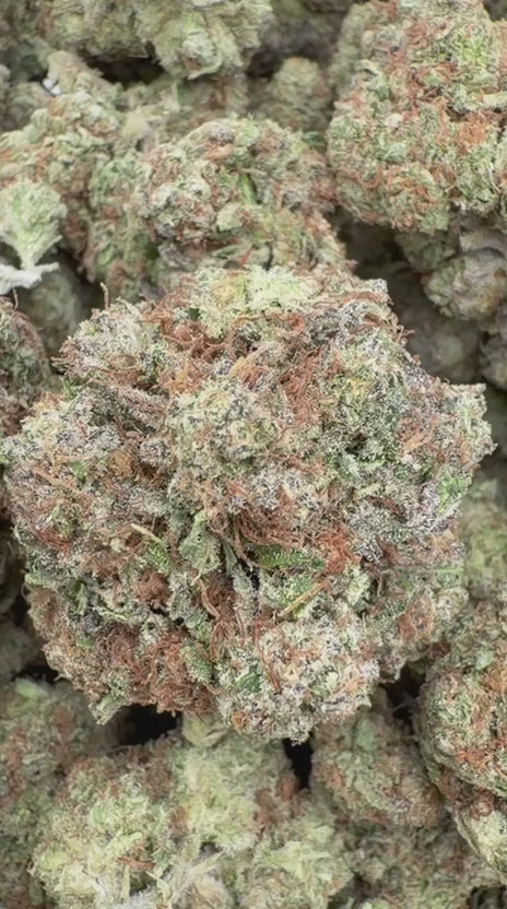 Gumbo - Bulk - Hybrid