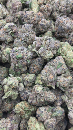 Guava Lato - Bulk - (Hybrid)
