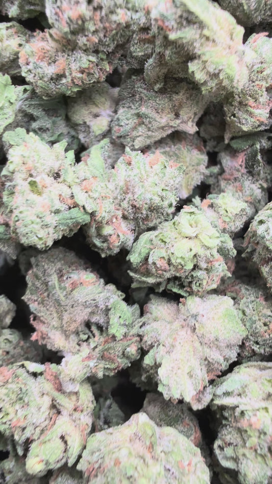 Razzberry Dream Minis - Bulk Minis - Indica