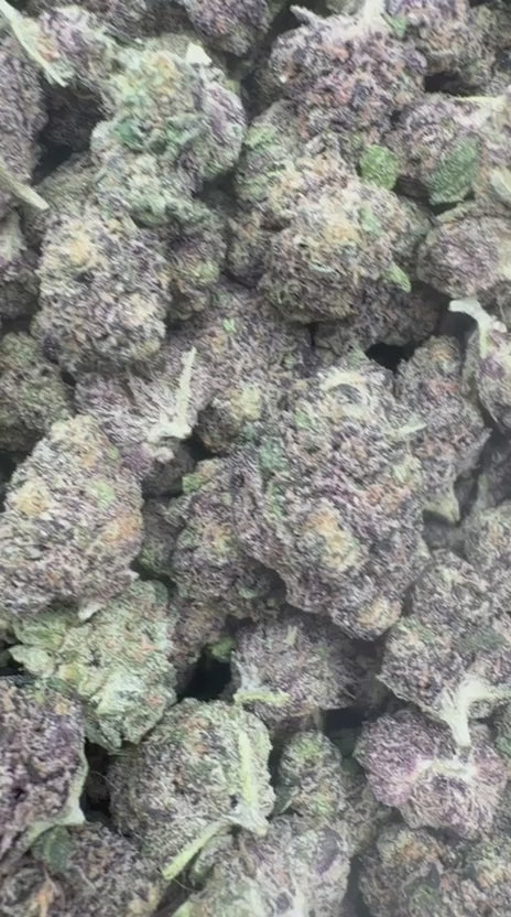 Gelato 33 Indoor Minis - Bulk Minis - Hybrid