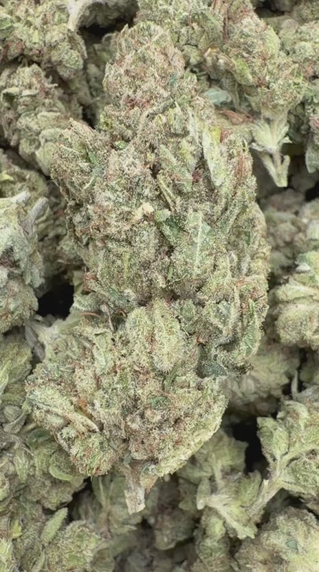 Gorilla Glue - Bulk - Indica