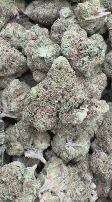 Apple Banana Minis - Bulk Minis - Hybrid