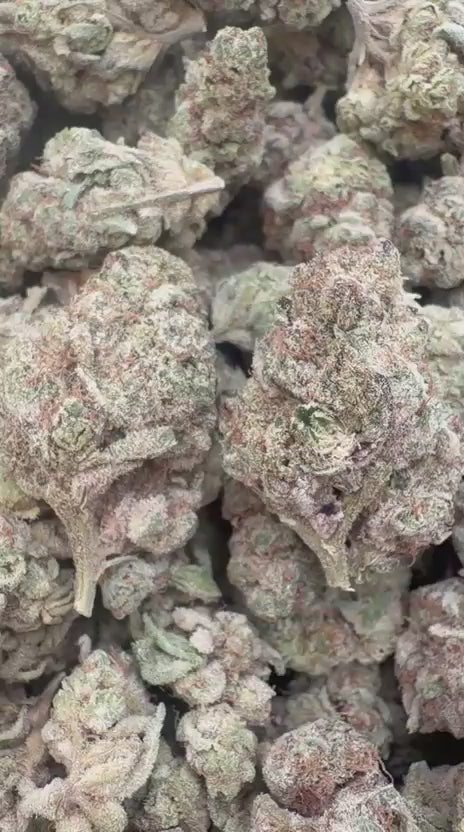 God's Gift - Bulk - Indica
